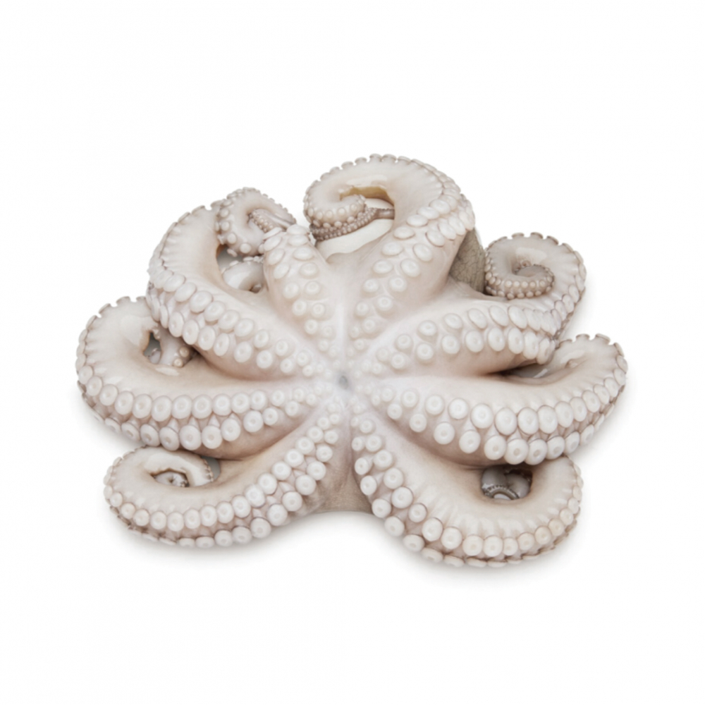 Pulpo limpio (454 g / 1 lb)