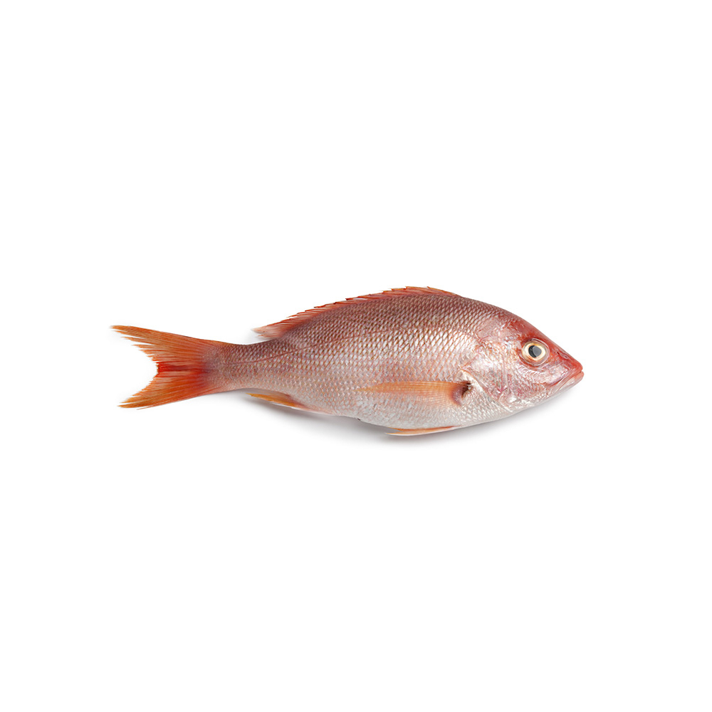 Pescado Pargo entero (2.27 kg / 5 lb)