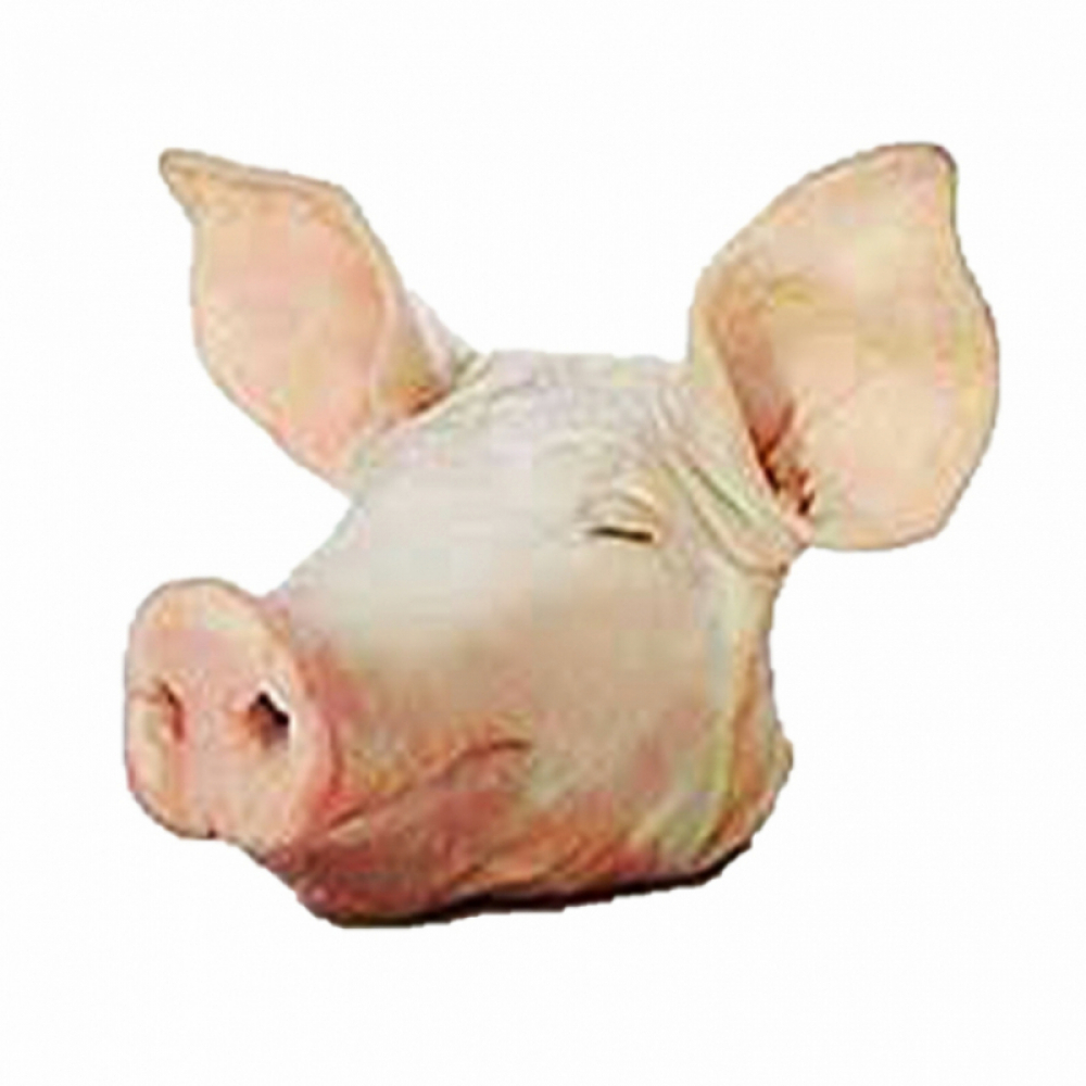 Cabeza de cerdo (7.03 kg / 15.5 lb)