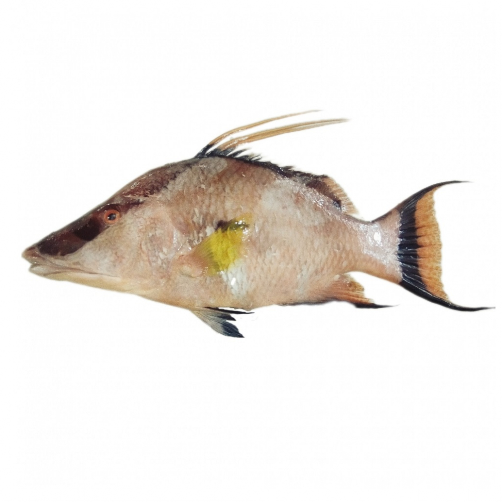 Pez perro (1.1 kg / 2.43 lb)