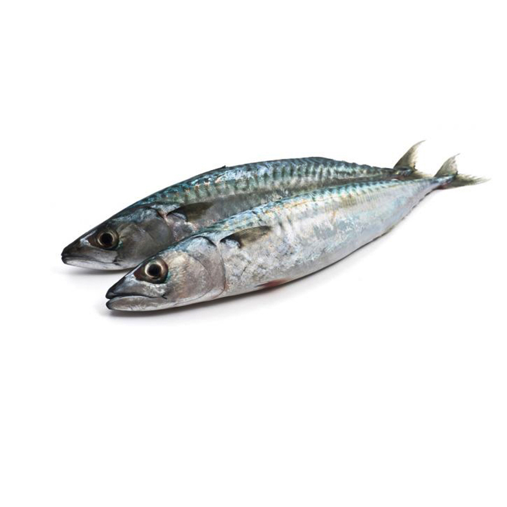 Pescado Jurel entero (2.85 kg / 6.28 lb)