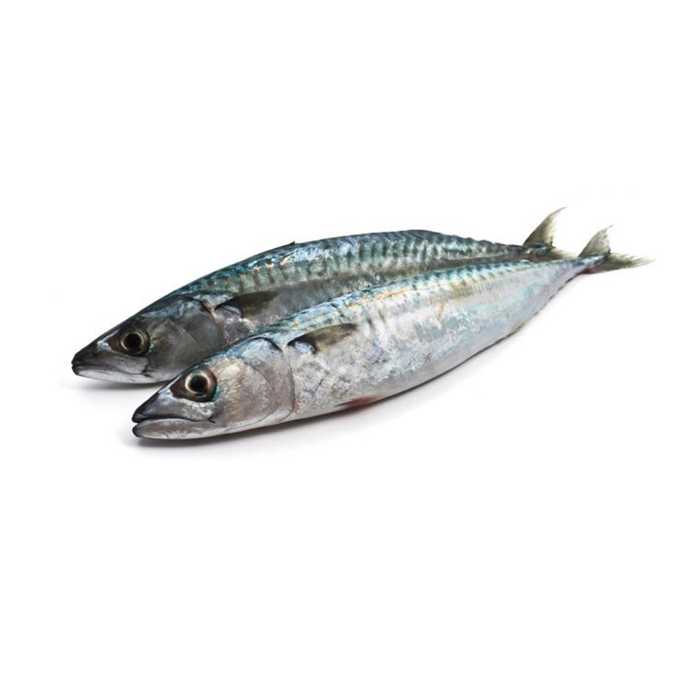 Pescado Jurel entero (5 kg / 11 lb)