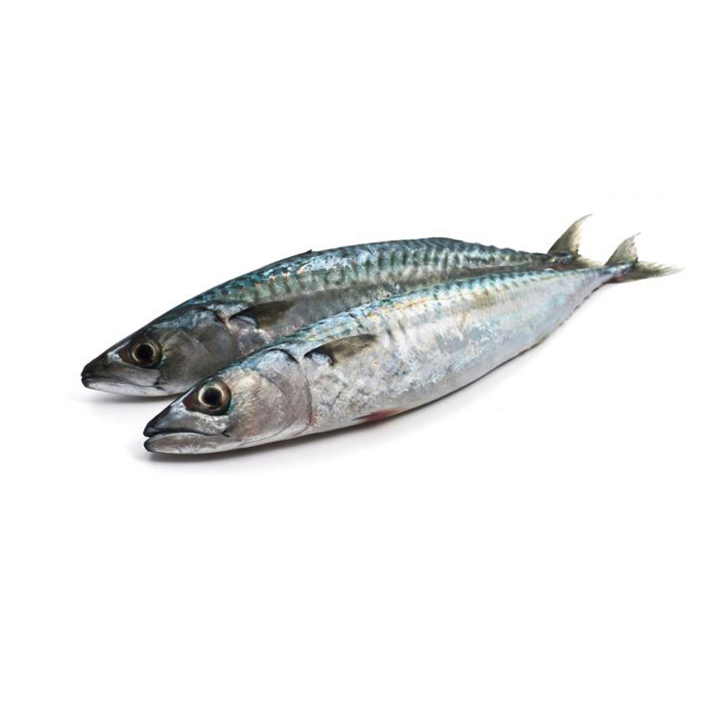 Pescado Jurel entero (2.5 kg / 5.5 lb)