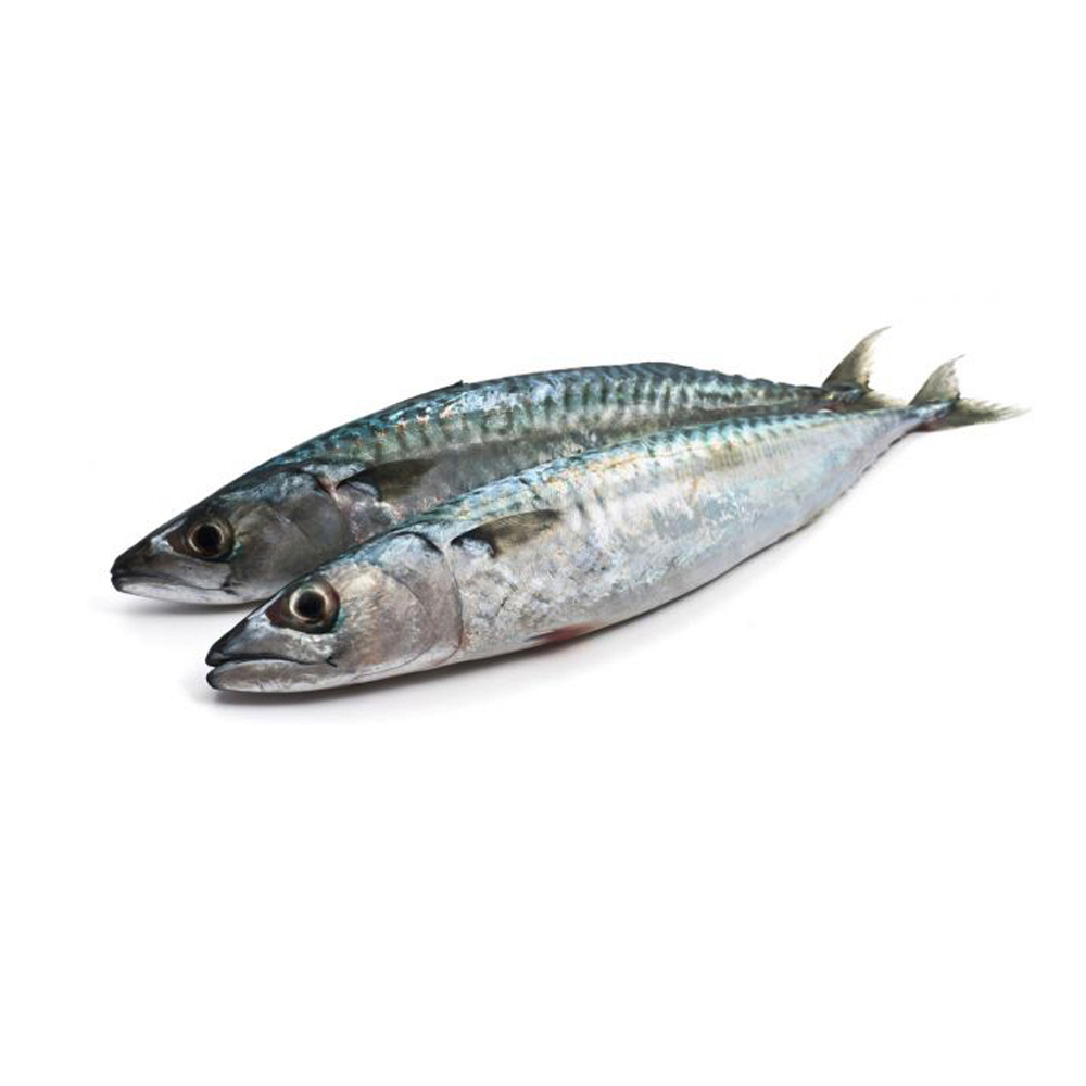 Pescado Jurel entero (3.60 kg / 7.9 lb)