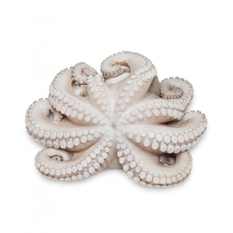 Pulpo limpio (454 g / 1 lb)