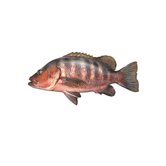 Pescado Pargo Cají entero (2.27 kg / 5 lb)