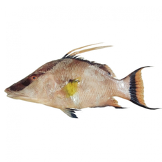 Pez perro (1.5 kg / 3.3 lb)