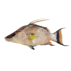 Pez perro (1 kg / 2.2 lb)