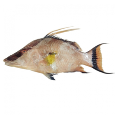Pez perro (1.2 kg / 2.6 lb)