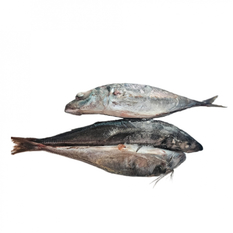 Pescado entero Jurel (3 kg / 6.6 lb)