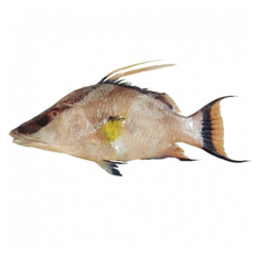 Pez perro (900 g / 1.98 lb)