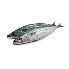 Pescado Jurel entero (2.95 kg / 6.5 lb)