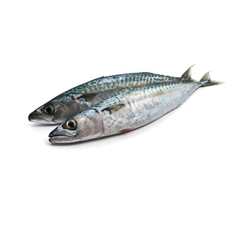 Pescado Jurel entero (2.85 kg / 6.28 lb)