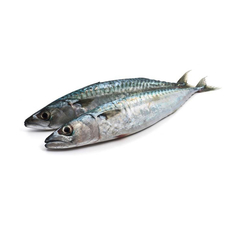 Pescado Jurel entero (5 kg / 11 lb)