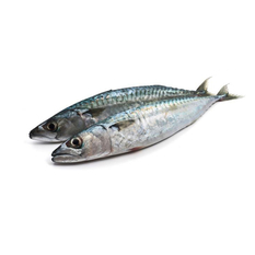 Pescado Jurel entero (2.5 kg / 5.5 lb)